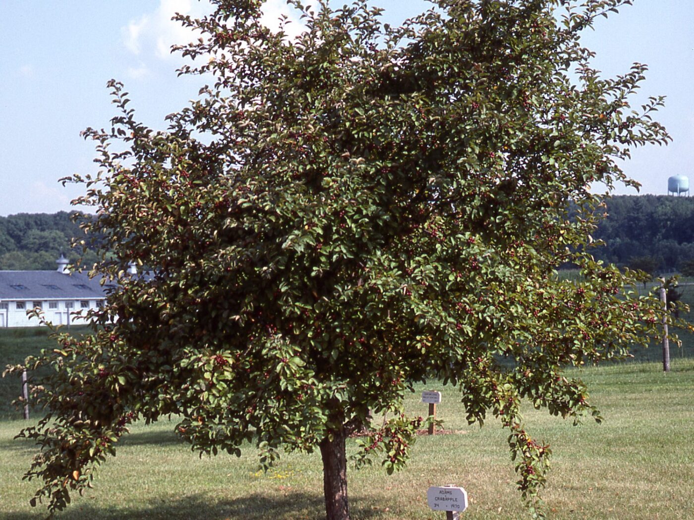 Crabapple, Adams Campbells Nursery