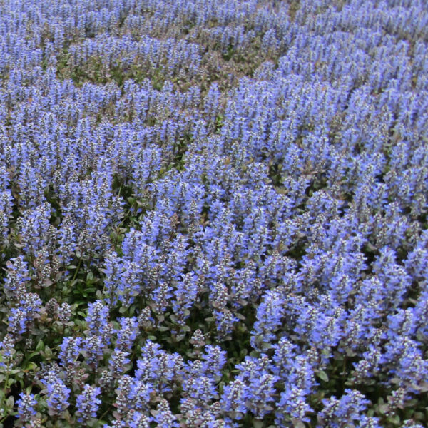Ajuga, Chocolate Chip