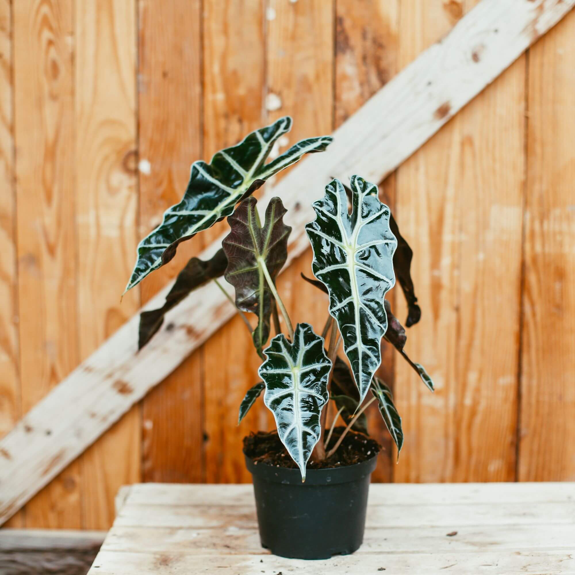 Alocasia, Polly