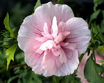 Althea, Pink Chiffon
