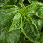 Basil, Amazel