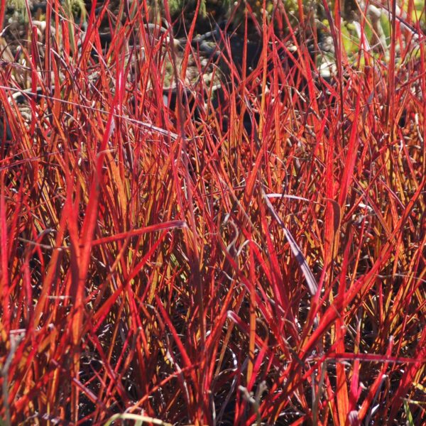 Grass, Big Bluestem Red October