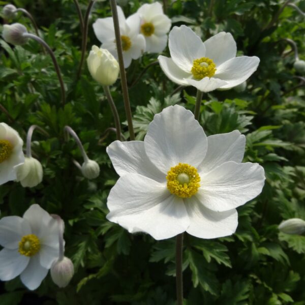 Anemone, Snowdrop