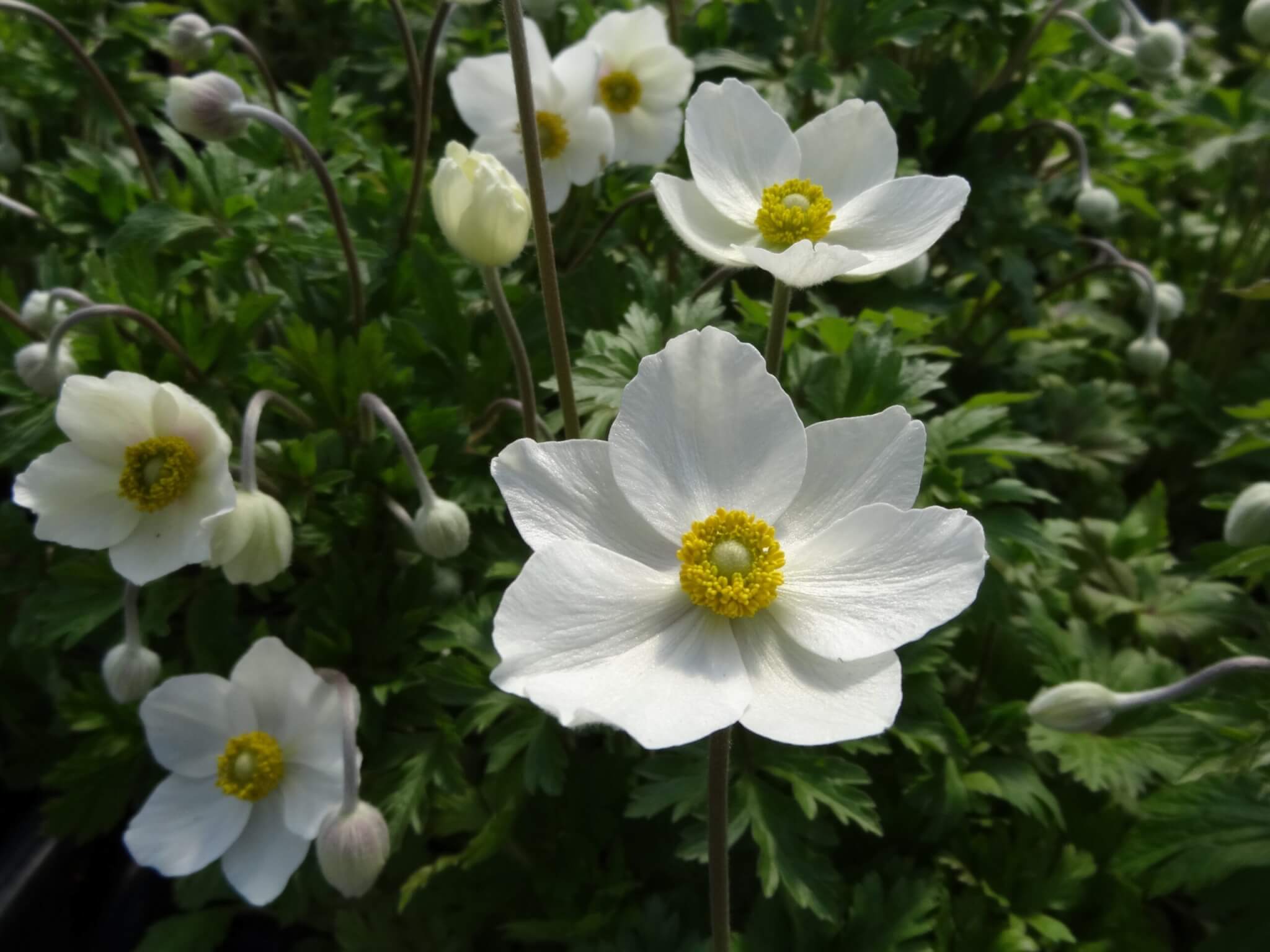 Anemone, Snowdrop