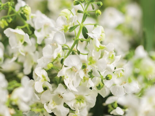Image for Angelonia, Angelface Cascade White