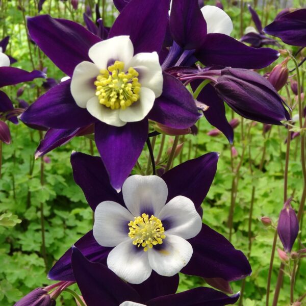 Columbine, Swan Violet & White