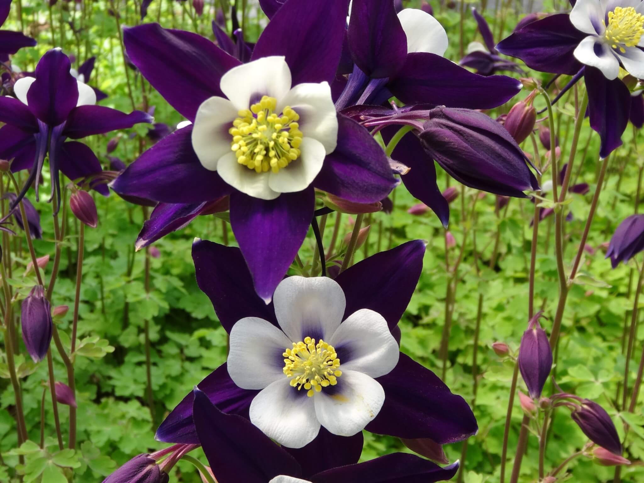 Columbine, Swan Violet & White