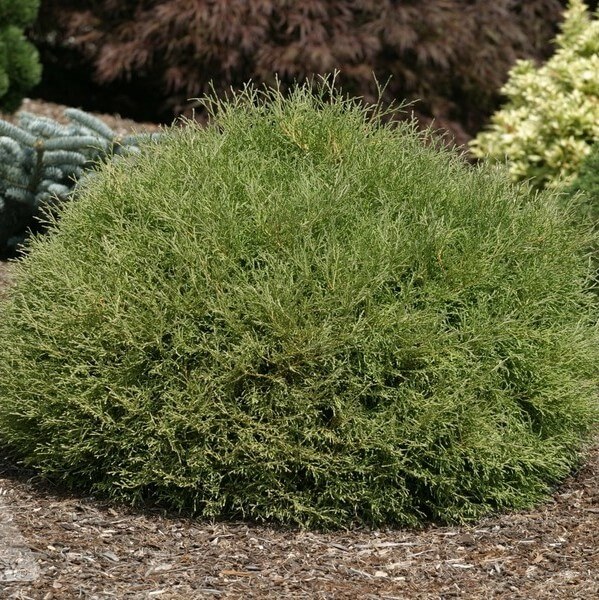 Arborvitae, Mr. Bowling Ball