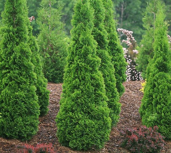 Arborvitae, North Pole