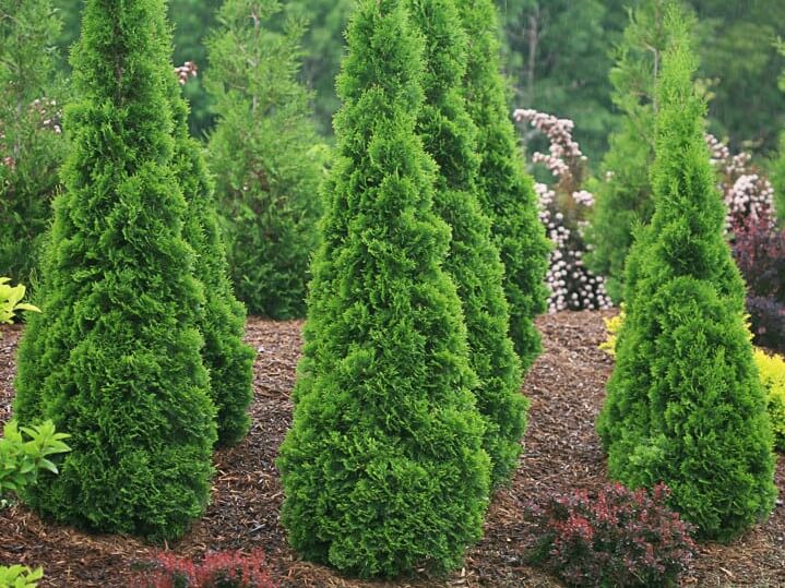 Arborvitae, North Pole