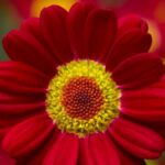 Argyranthemum, Sassy Red