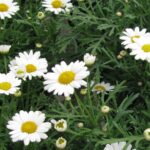 Argyranthemum, Sassy White