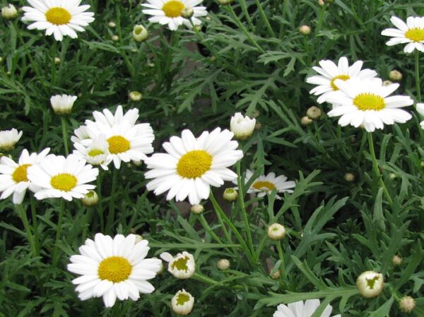 Argyranthemum, Sassy White