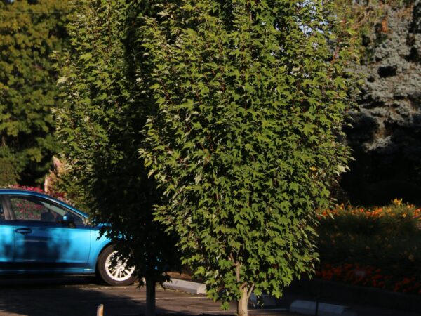 Maple, Red Armstrong Gold - Image 3