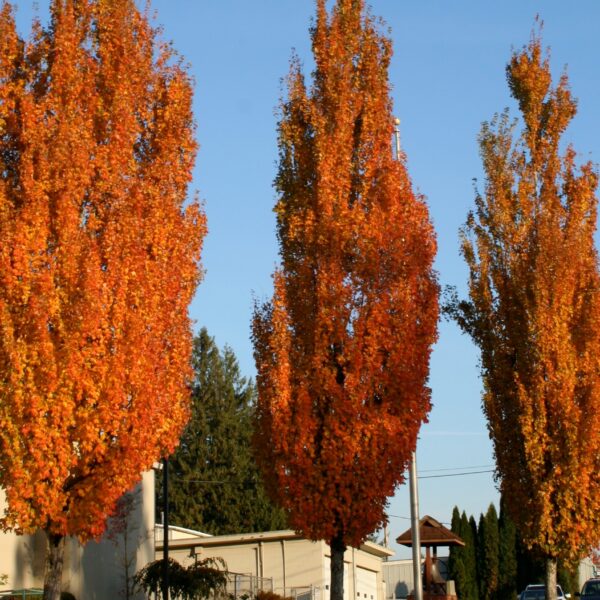 Maple, Red Armstrong Columnar