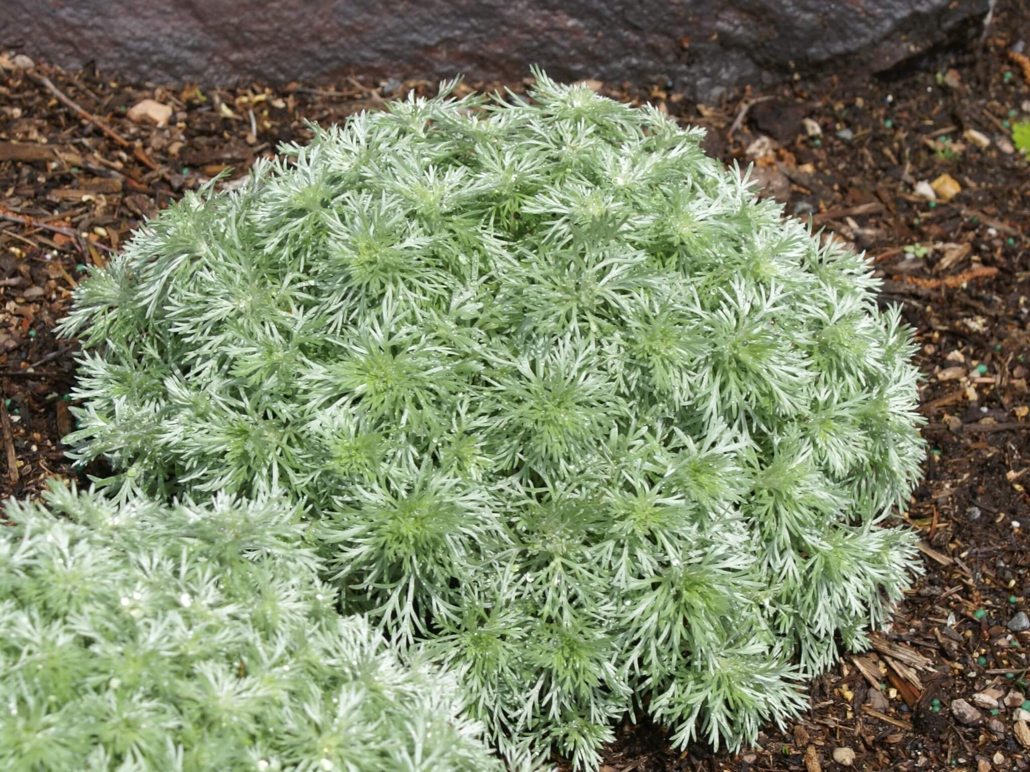 Artemisia, Silver Mound