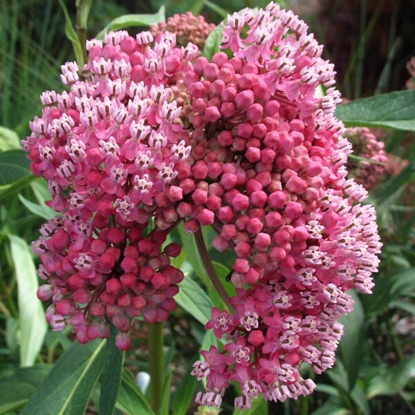 Milkweed, Cinderella