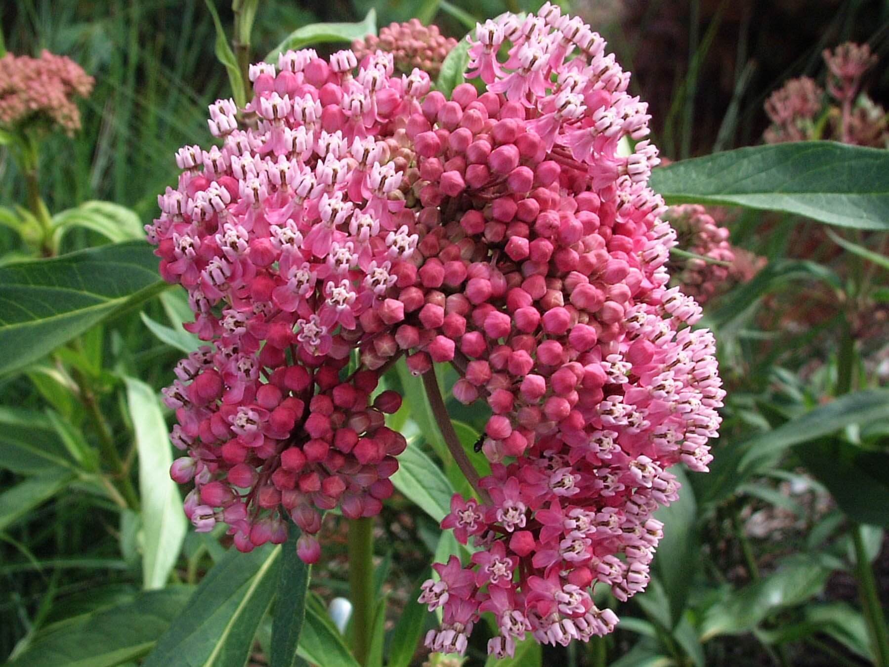 Milkweed, Cinderella