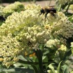Milkweed, Ice Ballet