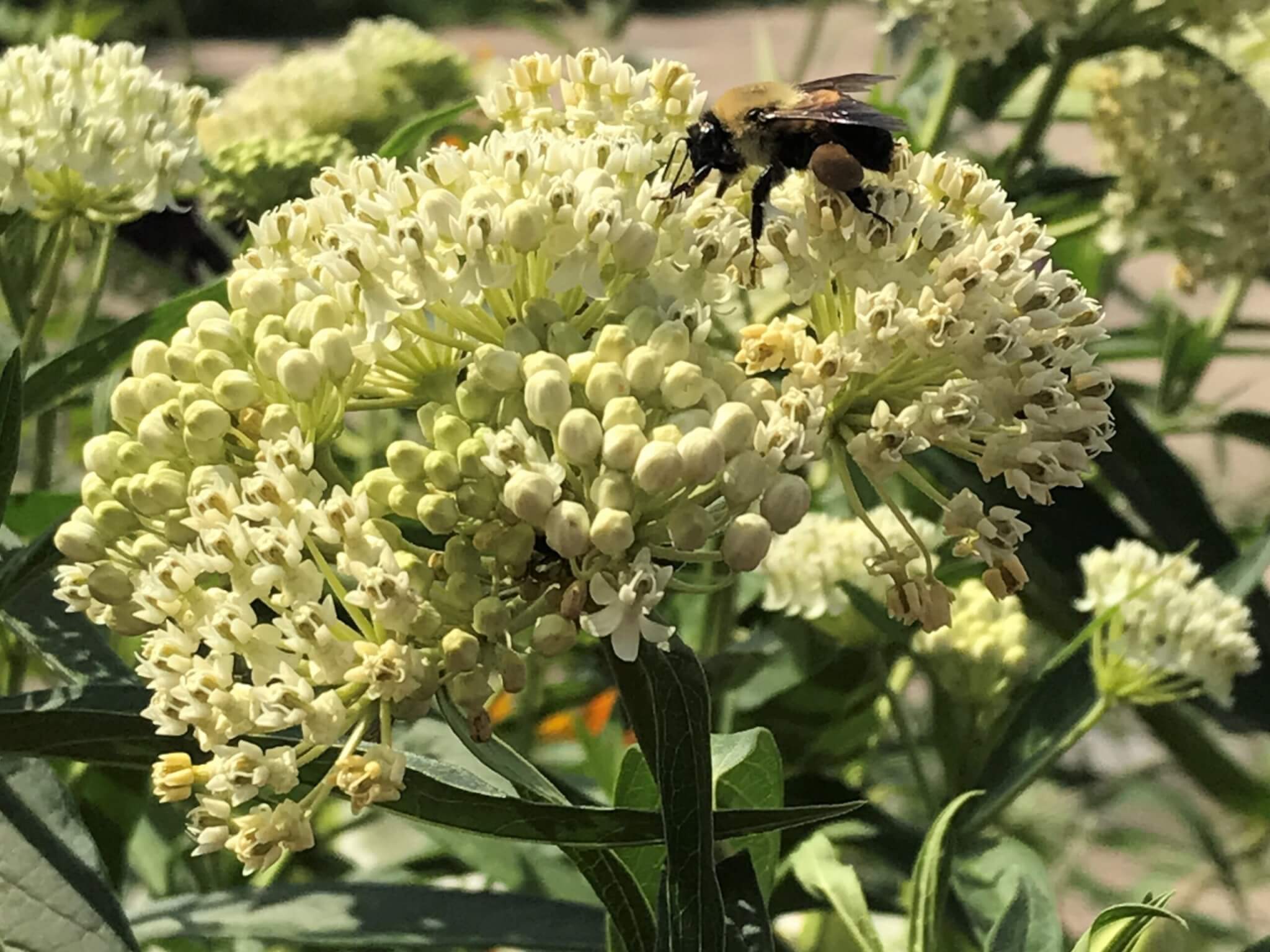 Milkweed, Ice Ballet