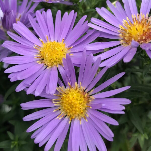 Aster, Wood's Blue