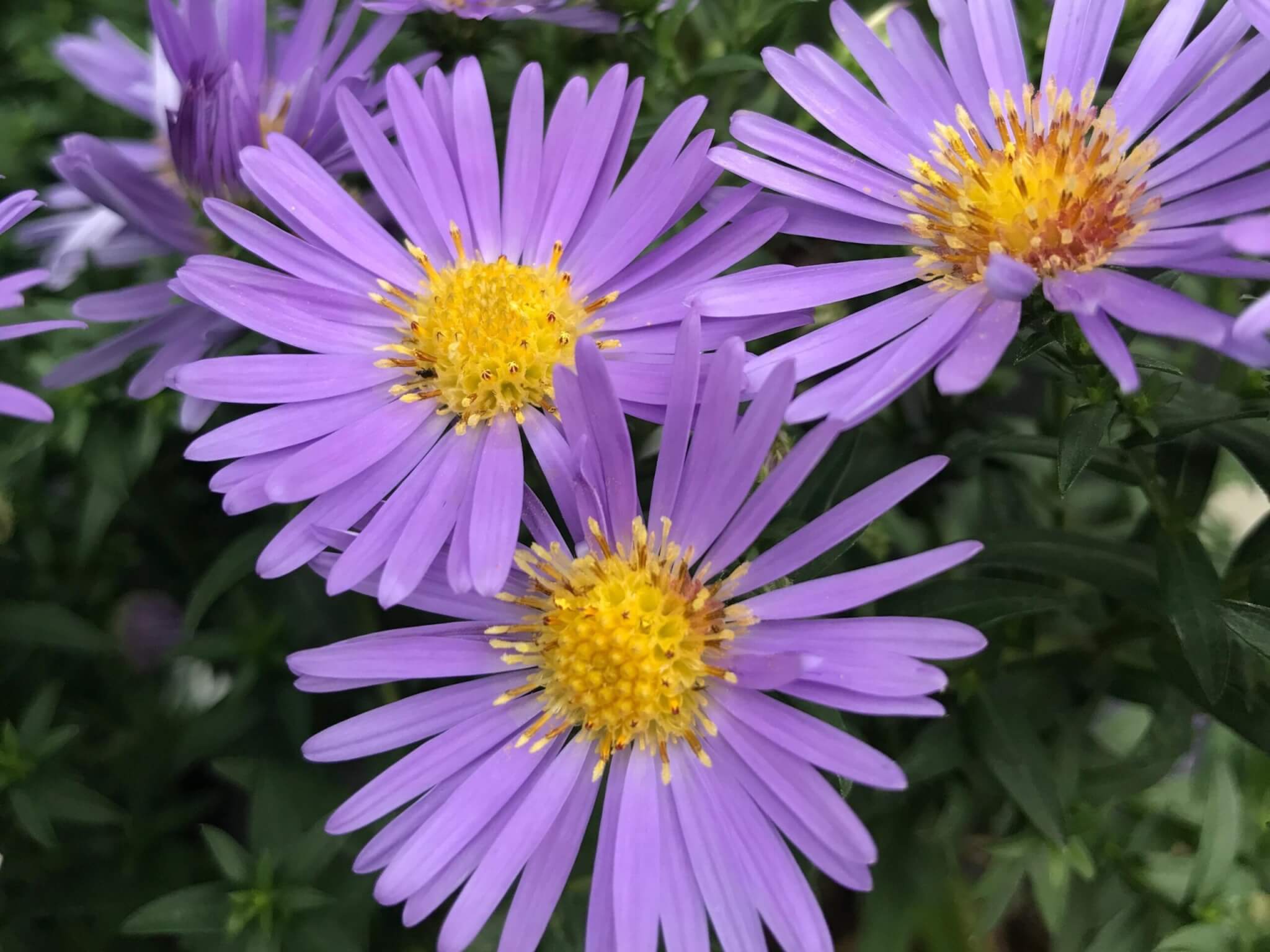 Aster, Wood’s Blue