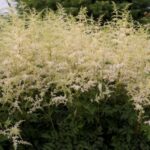 Astilbe, Bridal Veil