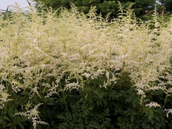 Astilbe, Bridal Veil