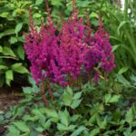 Astilbe, Visions in Red