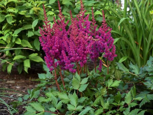 Astilbe, Visions in Red