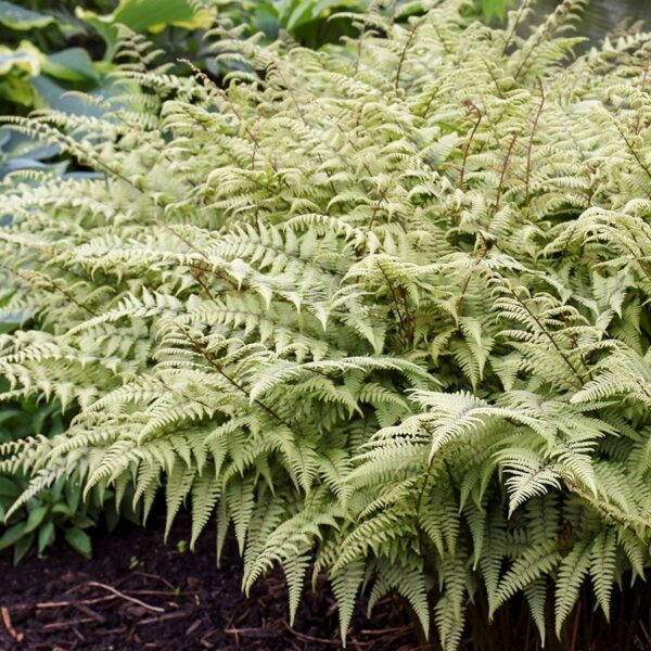 Fern, Ghost