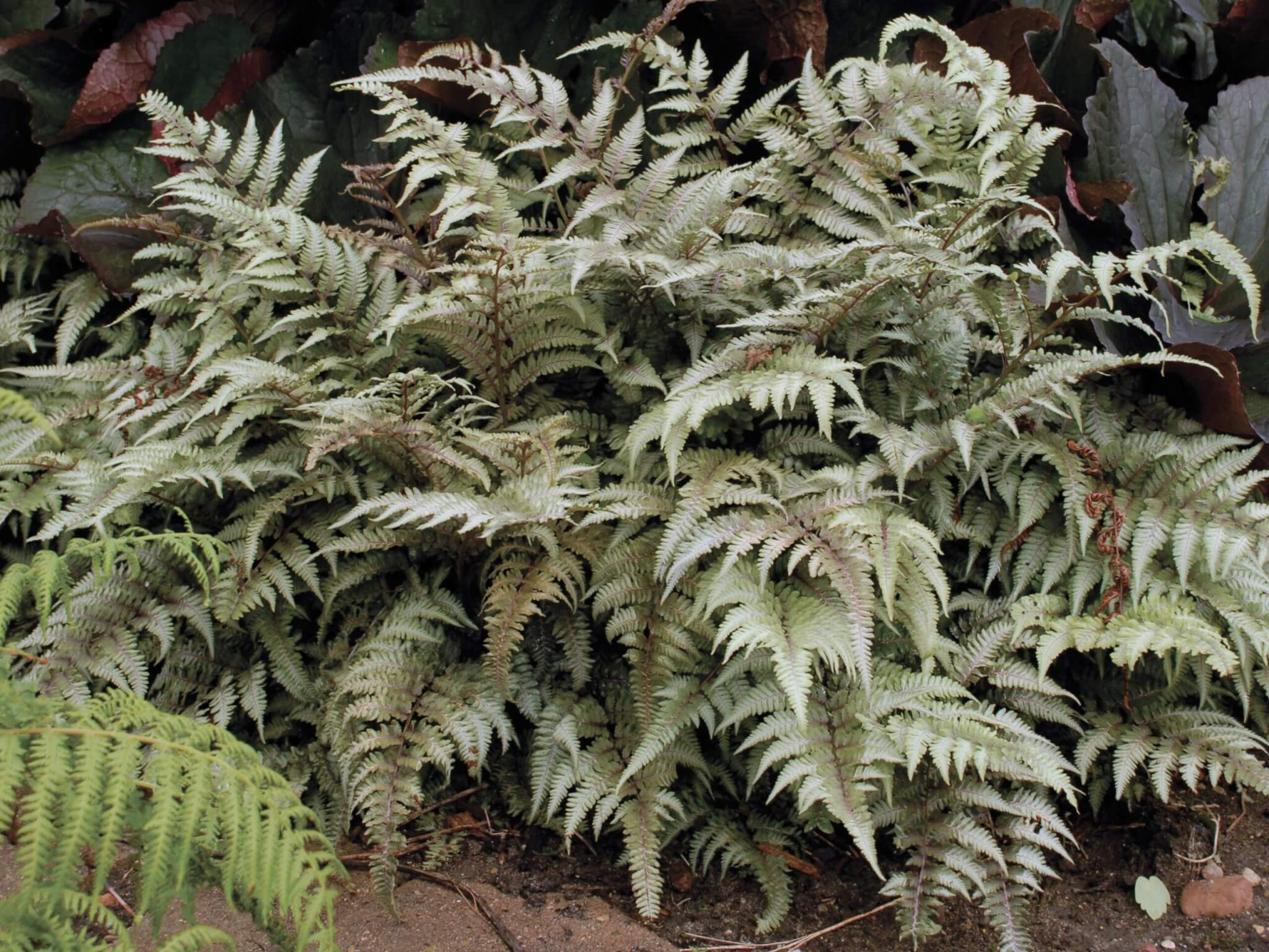 Fern, Japanese Painted
