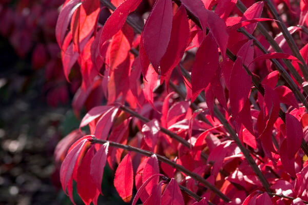 Burning Bush, Compact