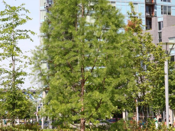 Baldcypress - Image 2