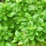 Basil, Boxwood