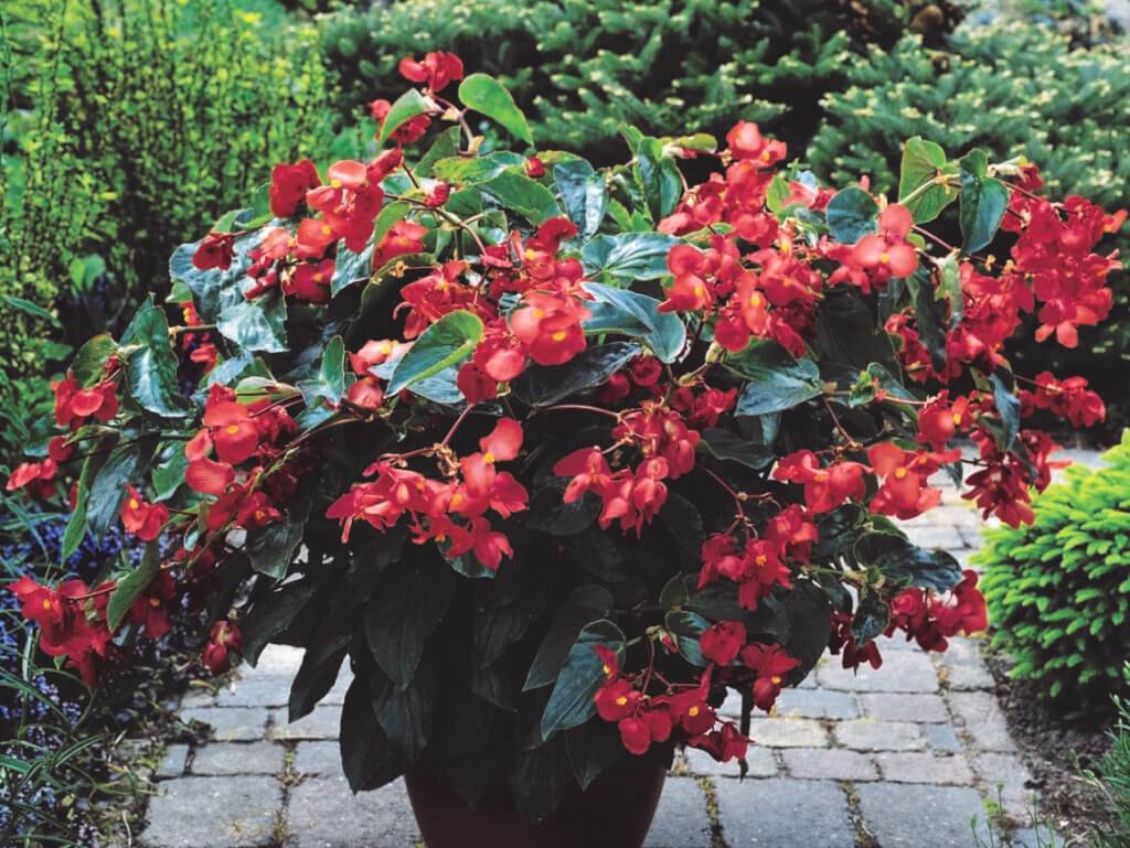 Begonia, Dragon Wing Red