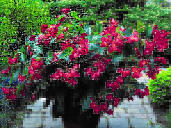 Begonia, Dragon Wing Red