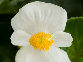 Begonia, Tophat White