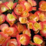 Begonia, Hiemalis Amstel Carnival