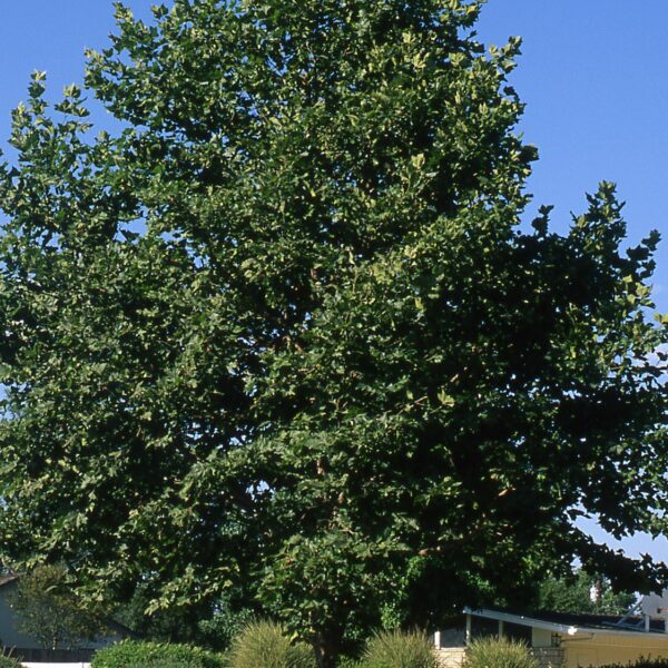Plane Tree, London Bloodgood