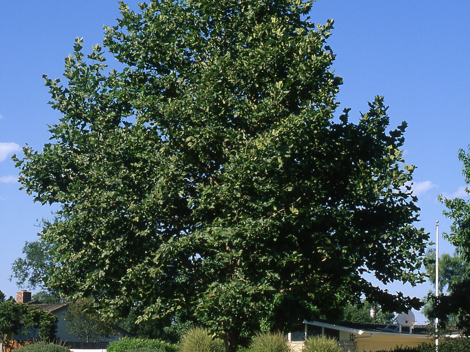 Plane Tree, London Bloodgood