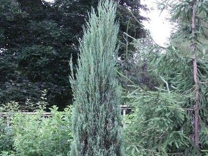 Säulenwacholder 70cm Juniperus Blue Arrow Raketenwacholder 
