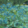 Viburnum, Arrowwood Blue Muffin - Image 3