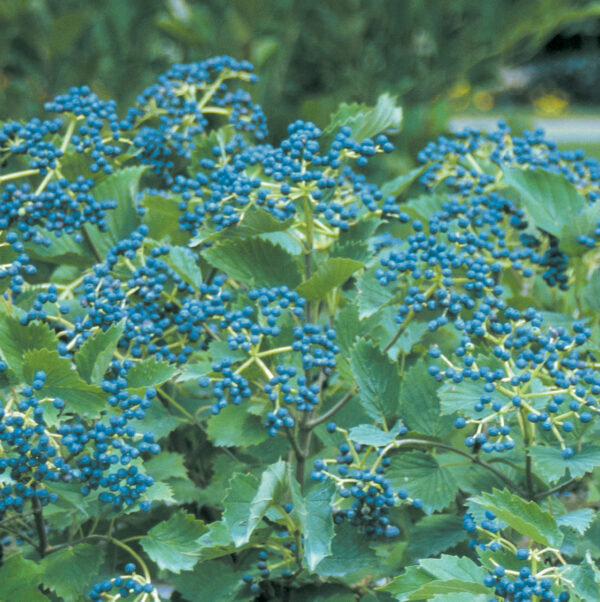 Viburnum, Arrowwood Blue Muffin - Image 3