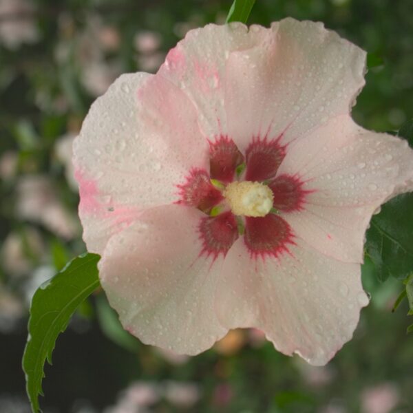Althea, Blush Satin