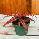 Bromeliad, Earth Star