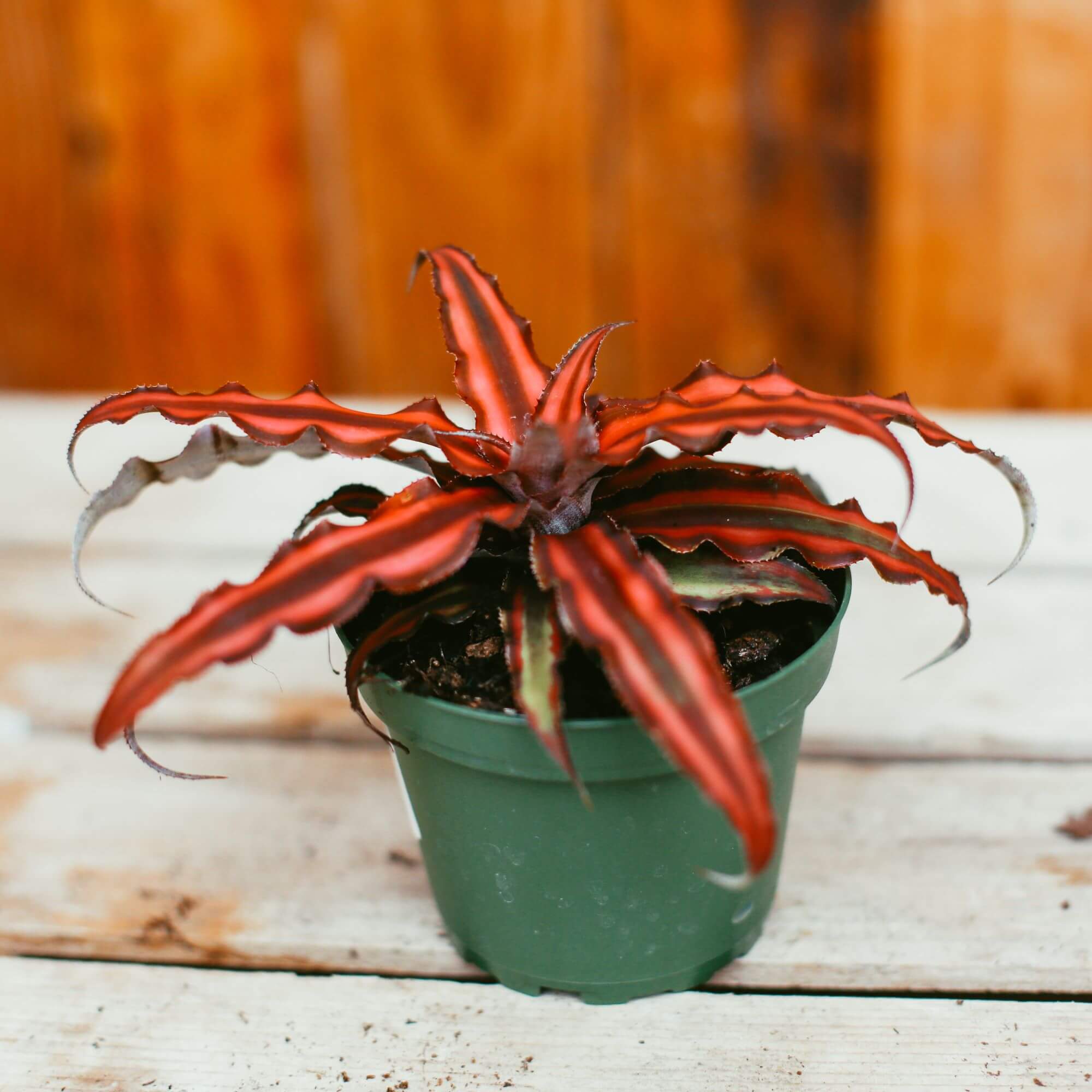 Bromeliad, Earth Star