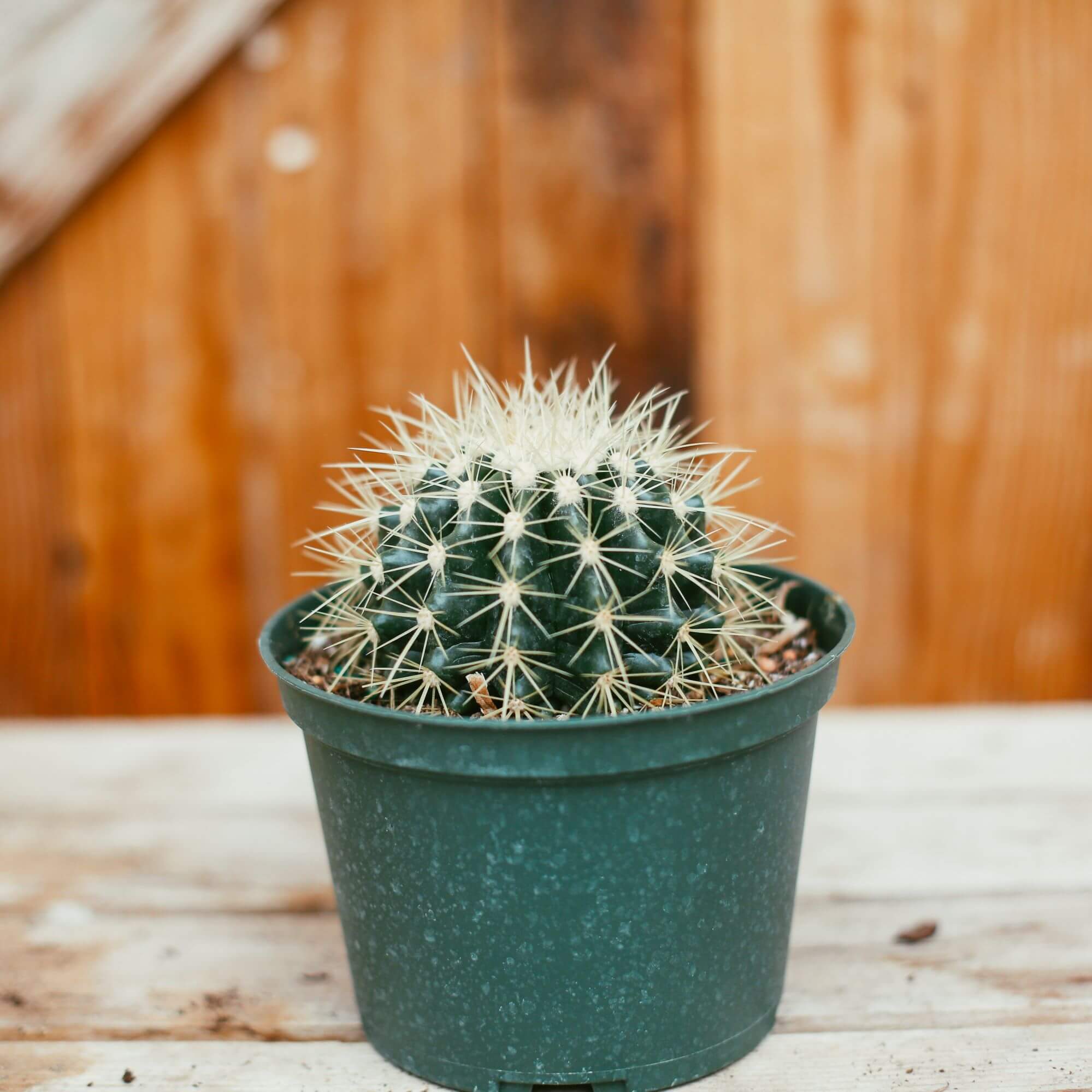 Cactus, Golden Barrel