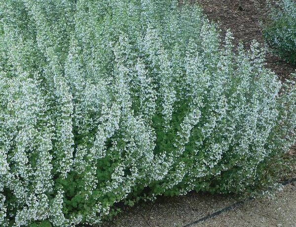 Calamint