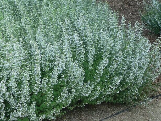 Calamint